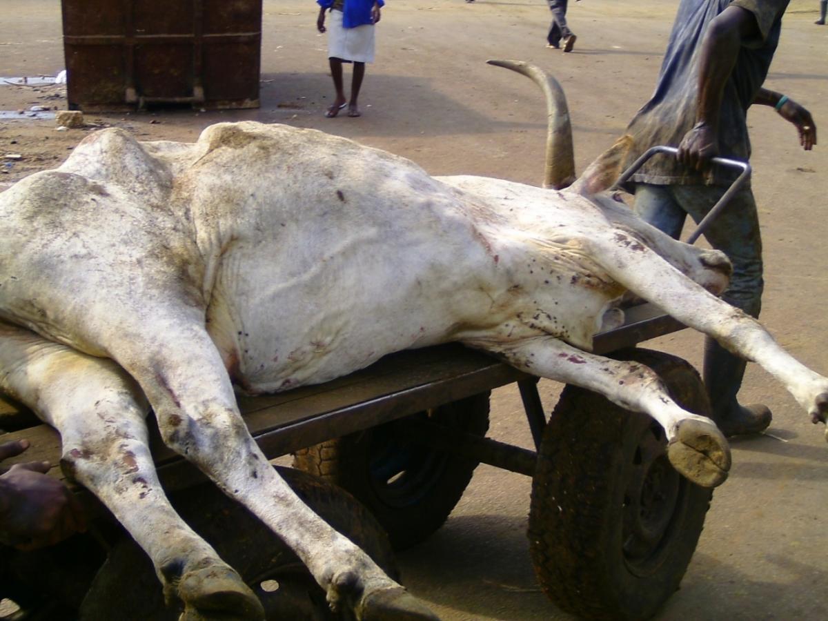 A non-ambulatory cattle drawn by cart to abattoir from nearby cattle market. It became non-ambulatory during transport from farm to central cattle market. Source: Frimpong (2009)